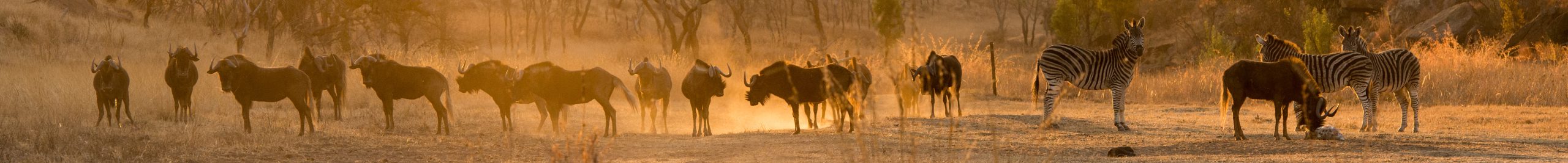 Experience the extraordinary